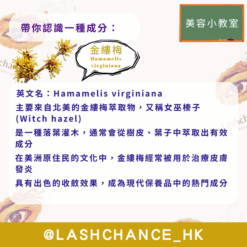 美容小教室 帶你認識一種成分：金縷梅